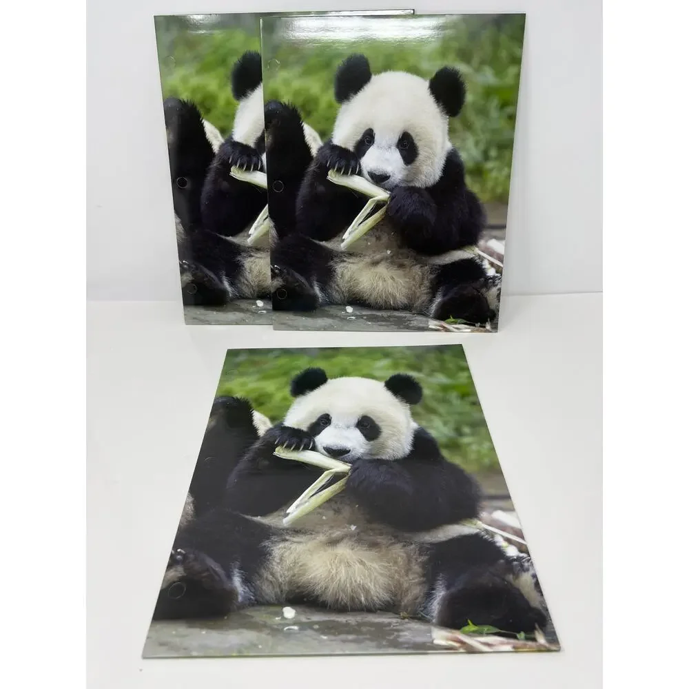 Panda Bear Presentation File Folders Set of 3 NEW
